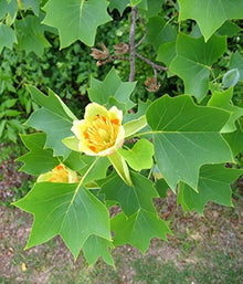 Liriodendron Tulipifera Liriodendron Tulipifera Seeds for seasonal color across the Urban Garden & Flower Bed