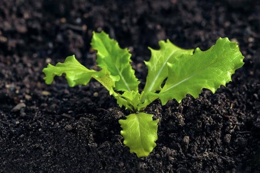 Lettuce Lactuca sativa for planting in urban garden