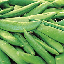 Sugar Ann Snap Peas Seeds (Pisum sativum) for growers stocking the Vegetable Patch