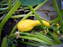 Yellow (Crookneck Summer Squash Seeds – Classic Heirloom Vegetable) for planting in garden