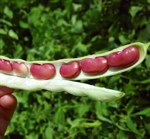 Large Dark Red Kidney Bean Seeds for a fresh homegrown crop from the Vegetable Patch