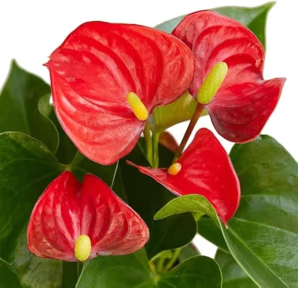 Anthurium Anthurium Andraeanum Rare Flower Seeds for Planting – Suitable for Potted Balcony Plants and Indoor Decor