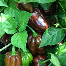 Jamaican Hot Chocolate Habanero Organic Seeds for a colorful addition to any planting
