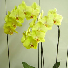 Phalaenopsis Orchid Seeds (Phalaenopsis spp.) for seasonal color across the Urban Garden & Flower Bed