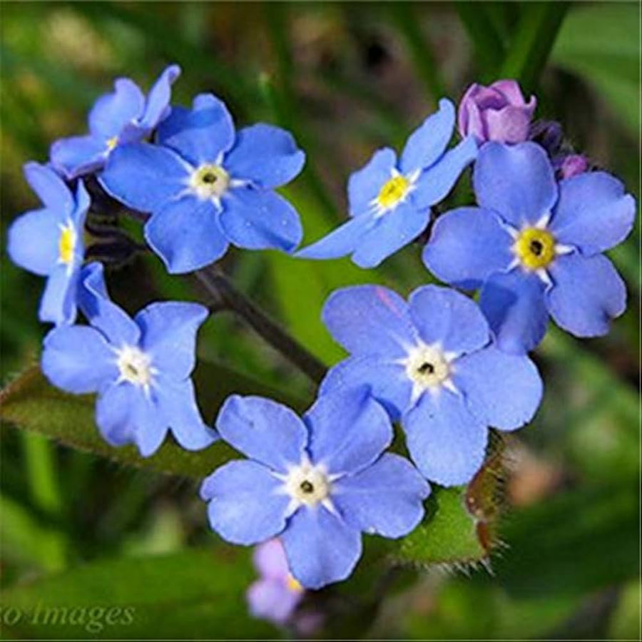 Forget Me Not Seeds for Beautiful, Hardy Garden Blooms