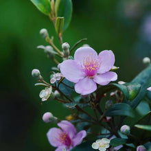 Rhodomyrtus Tomentosa Seeds for colorful blooms in the Flower Bed