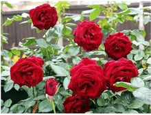 Rose Tree Rosa Chinensis Seeds for growers establishing the Backyard Ornamental Landscapes