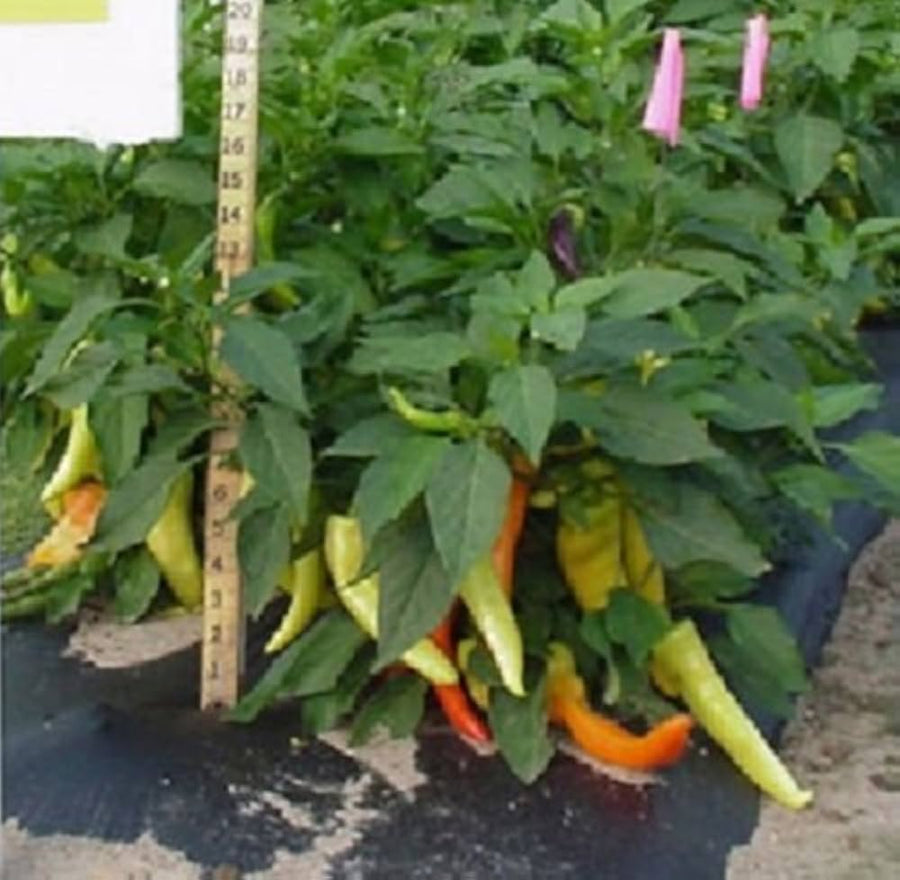 Heirloom Sweet Banana Pepper Seeds