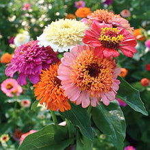 Mix Zinnia Scabiosa Annual Seeds for reliable seasonal color