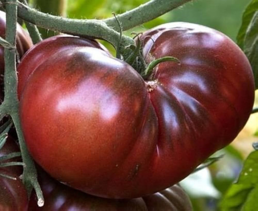 Heirloom Amazon chocolate tomato seeds