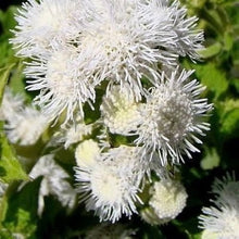 Ageratum Ageratum Mexicanum White Seeds prized for seasonal Displays