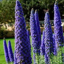 Echium Fastuosum Candicans Nattern Rare Lila Seeds for gardeners building out beds and borders