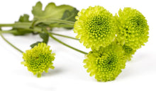Chrysanthemum Chrysanthemum Morifolium Bonsai Seeds for growers establishing the Patio Garden Edges