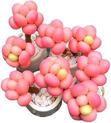 Succulent Seeds for low-maintenance growers
