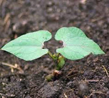Black Turtle Bush Bean Seeds for a fresh homegrown crop from the Home Gardens