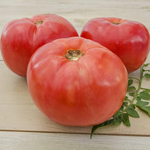 Brandywine Tomato Seeds (Solanum lycopersicum) for home growers seeking a reliable harvest