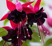 Red Fuchsia Lantern Seeds for seasonal color across the Garden & Flower Bed