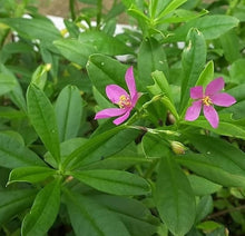 Talinum Paniculatum Seeds for a lasting display in the Flower Bed