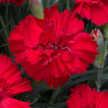 Scarlet Red Carnation Flower Seeds â€“ Intense Red Fragrance-Rich Blooms for Bouquets