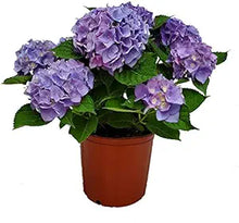 Hydrangea Hydrangea macrophylla flower seeds for planting in vertical garden or partial shade beds - for planting in home garden