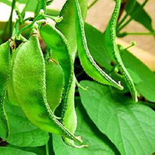 Hyacinth Bean Seeds (Lablab purpureus) for a fresh homegrown crop from the vegetable patches and home gardens