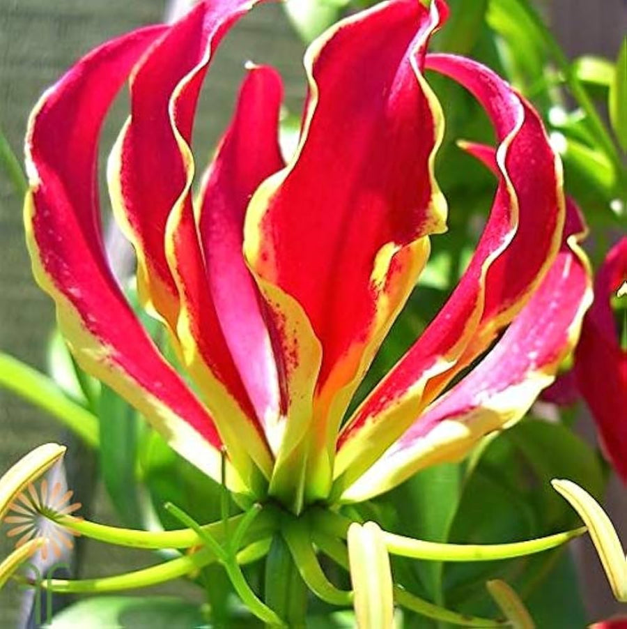 Lily Lilium Brownii Garland Flame Flower Seeds for Planting – Ideal for Ornamental Home Garden and Flower Beds