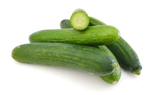Dutch Small Cucumber Seeds (Cucumis sativus) for growers stocking the vegetable patch and urban gardens