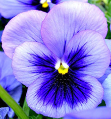 Joker Light Blue Pansy Seeds for colorful blooms in the Flower Pots Cool Climates