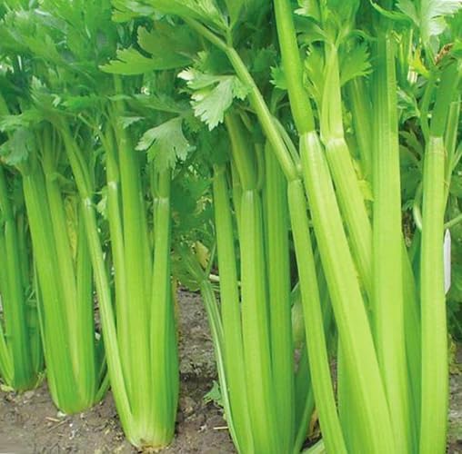 Celery Containers for planting in home garden.