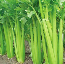 Celery Containers for planting in home garden.