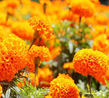 Orange Carnation Seeds (Dianthus caryophyllus) for sweet homegrown fruit in the home garden bouquet flowers