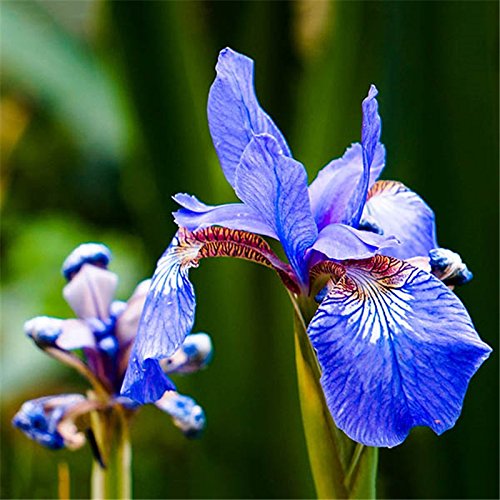 Orchid Phalaenopsis Iris Flower Seeds for Planting – 20 Pcs for Elegant Indoor Decoration and Seasonal Blooms