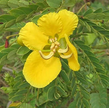 Yellow Rainbow Foxglove Seeds for colorful blooms in the Perennial Pollinator Borders