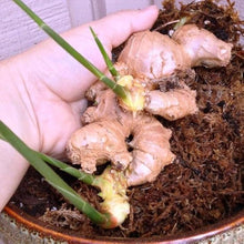 Imported Ginger Balcony Vegetables Seeds for reliable seasonal color