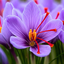 Saffron Flower Seeds from Autumn Crocus Meadows et  Ornamental Garden Plant Garden Plant Seeds