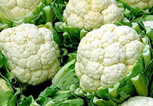 Snowball Cauliflower Seeds (Brassica oleracea) for seasonal color across the Vegetable Gardens