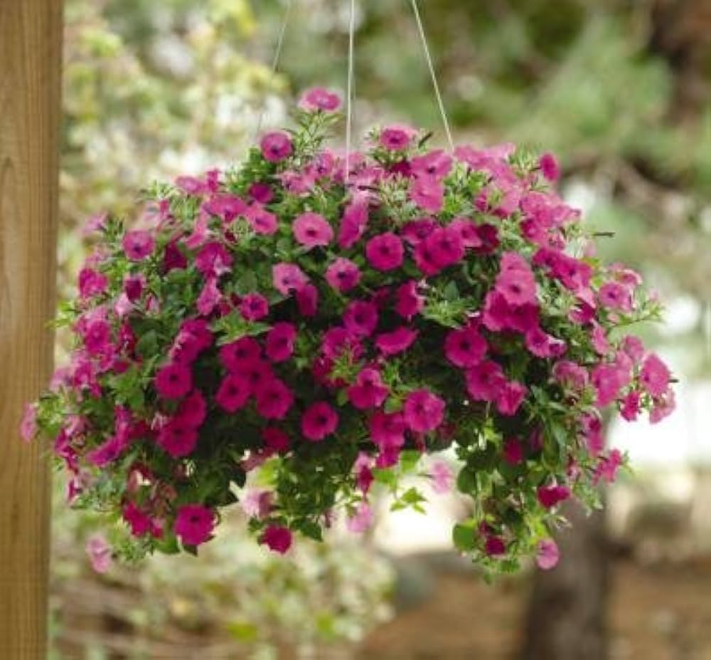 Pink petunia flower seeds