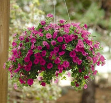 Petunia Seeds for a bright addition to the Home & Garden