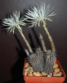 Lemaireocereus Cactus Seeds for succulent and desert garden
