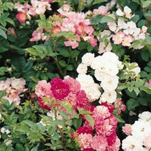 Rosa Chinensis Dendroidal Rose Seeds for a lasting display in the Flower Bed