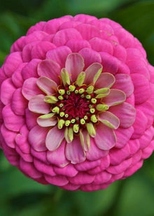 Zinnia Seeds for a colorful addition to any planting