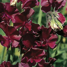 Sweet Pea Lathyrus Odoratus Winter Elegance Burgundy Flower Seeds for Planting – Ideal for Trellises and Cut Flower Gardens