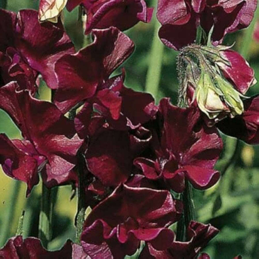 Sweet Pea Lathyrus Odoratus Winter Elegance Burgundy Flower Seeds for Planting – Ideal for Trellises and Cut Flower Gardens