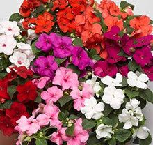 Impatiens Accent Premium-Mix Seeds for colorful blooms in the flower bed