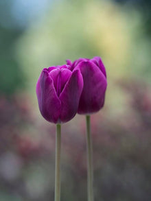 Genuine Tulip Bulbs for colorful blooms in the Purple Spring Garden Flowers