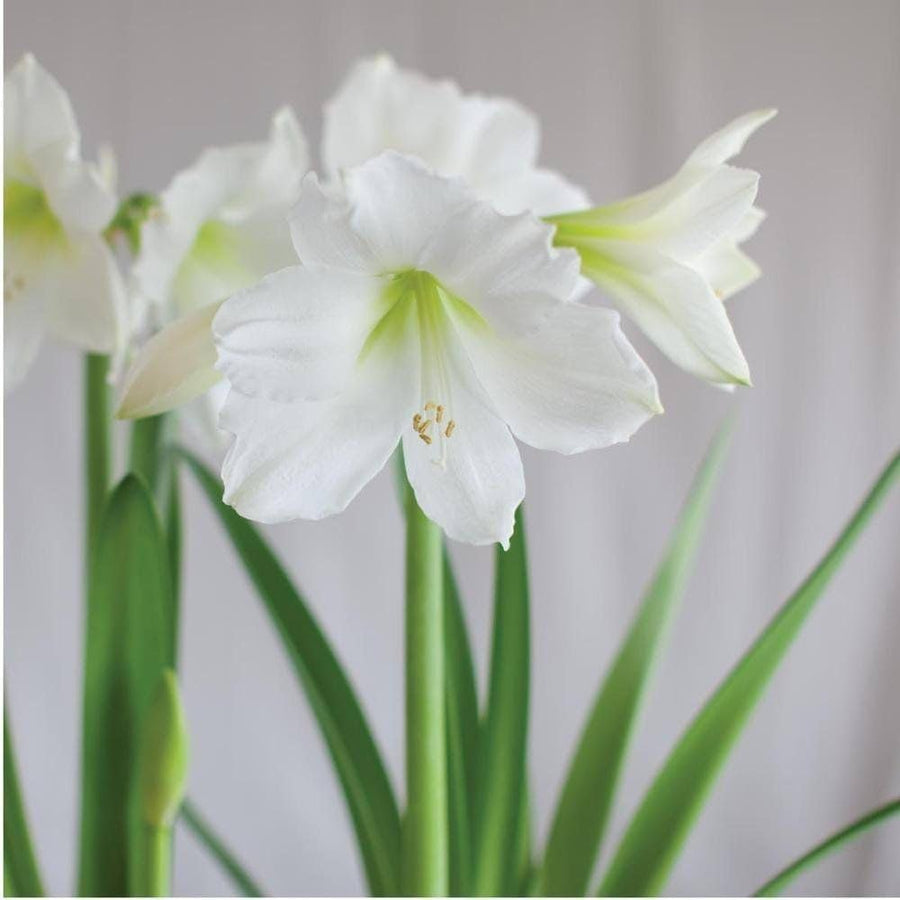 Amaryllis Hippeastrum White flower seeds for planting in indoor pots and decorative garden containers - for planting in home garden