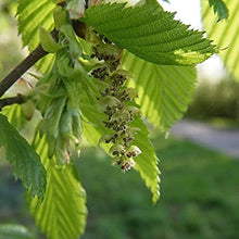 Plant Seeds (European hornbeam) for growers establishing the miniature garden or decorative pots