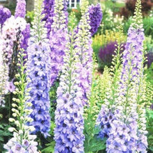 White Delphinium Seeds for a colorful addition to any planting