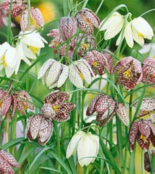 Fritillaria Persica Seeds (Fritillaria persica) for a lasting display in the flower beds and ornamental gardens