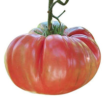 Heirloom Wine Tomato Seeds (Solanum lycopersicum) prized among growers for backyard gardening and organic planting